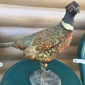Brother's Antique Mall - Got a stuffed pheasant - Antiques Near Me - Medina, Ohio Brother's Antique Mall - Got a stuffed pheasant - Antiques Near Me - Medina, Ohio