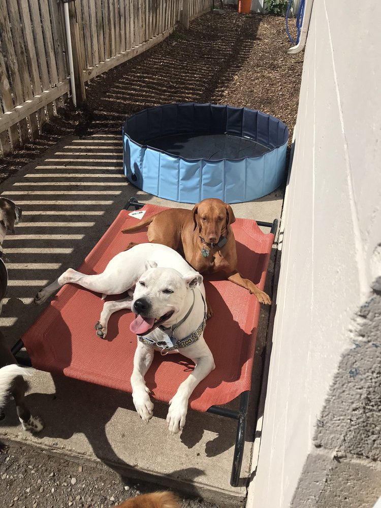 RIVER PAWS Pet Training 5305 River Rd, Waunakee, WI Phone Number