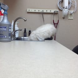 Prairie Village Animal Hospital - New kitten getting ready for his shots.