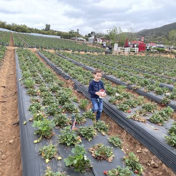 Kenny's Strawberry Farm - Fruits & Veggies Near Me - Fallbrook, California
