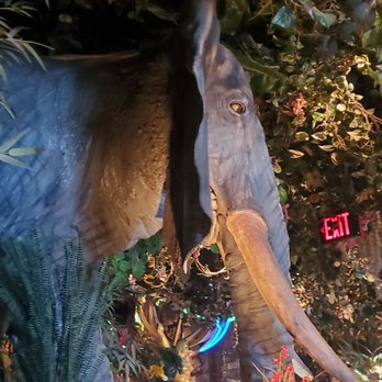 Rainforest Cafe - American Near Me - Atlantic City, New Jersey Rainforest Cafe - American Near Me - Atlantic City, New Jersey