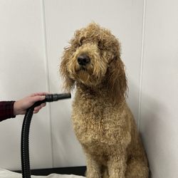 Tractor Supply - Dog getting dried