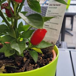Taco Fresh - Chili pepper