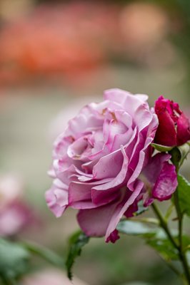 Berkeley Rose Garden by null