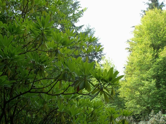 Rhododendron Species Botanical Garden by null
