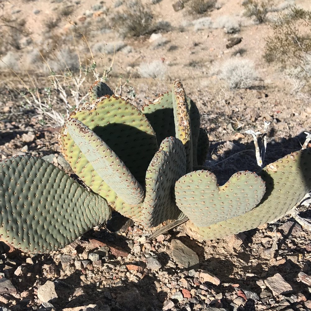 River Mountain Trail - Loving Cacti on the Slog to Boulder City - Hiking Near Me - Boulder City, Nevada River Mountain Trail - Loving Cacti on the Slog to Boulder City - Hiking Near Me - Boulder City, Nevada
