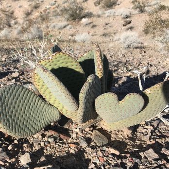 River Mountain Trail - Loving Cacti on the Slog to Boulder City - Hiking Near Me - Boulder City, Nevada