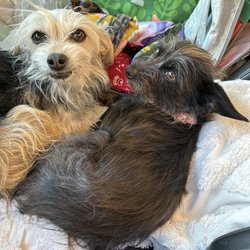 Apple Valley Animal Services Department - My precious babies!