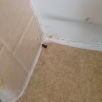 Perfect Shine Housekeeping - How could you miss this in the bathroom? - Home Cleaning Near Me - Sunnyvale, California Perfect Shine Housekeeping - How could you miss this in the bathroom? - Home Cleaning Near Me - Sunnyvale, California