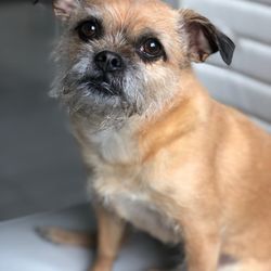 Bark Busters -  Arlington