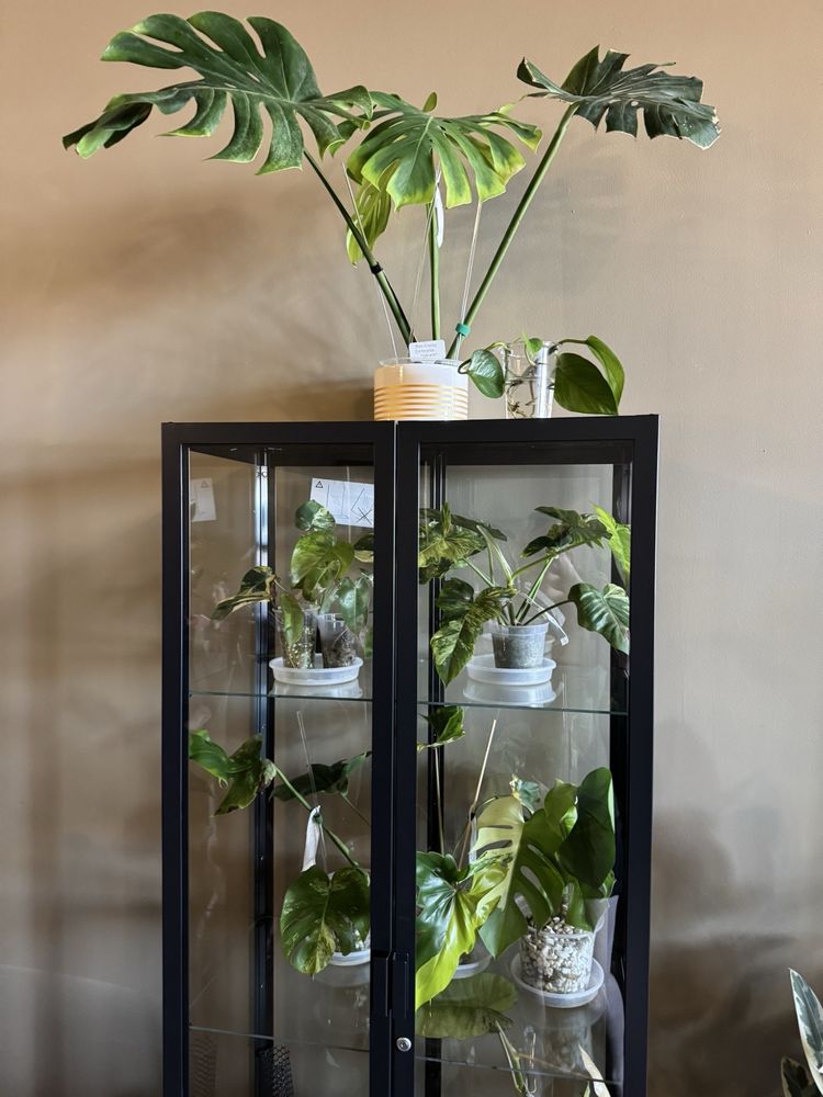 Social spots from Brewtanicals Coffee House & Plant Lounge