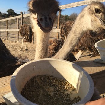 Ostrichland USA - Attraction Farms Near Me - Solvang, California Ostrichland USA - Attraction Farms Near Me - Solvang, California