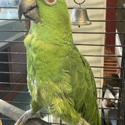 Mr. Bird the store mascot