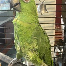 Woodys Mercantile - Mr. Bird the store mascot