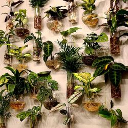 PlantHouse