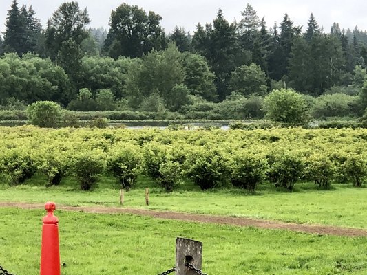 Larsen Lake Blueberry Farm by null