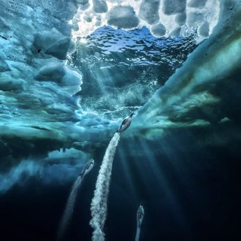 C. Parker Gallery - Paul Nicklen "Propulsion" - Art Galleries Near Me - Greenwich, Connecticut