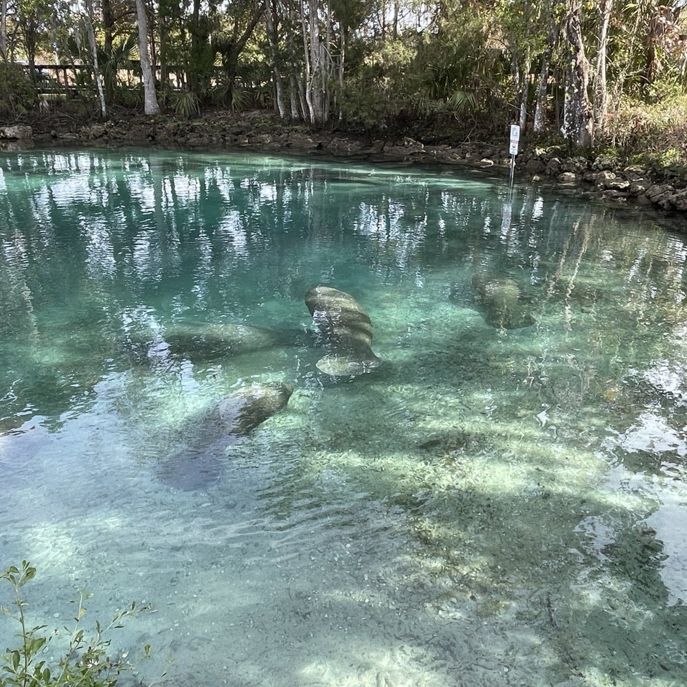 Three Sisters Springs - Tours Near Me - Crystal River, Florida Three Sisters Springs - Tours Near Me - Crystal River, Florida