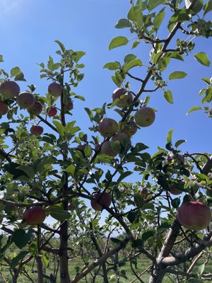Happy Apple Farm by null