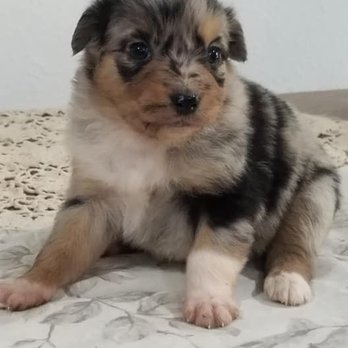 All Ways Dog Training - one of our beautiful pups born in May and raised at all ways! - Pet Training Near Me - Olympia, Washington