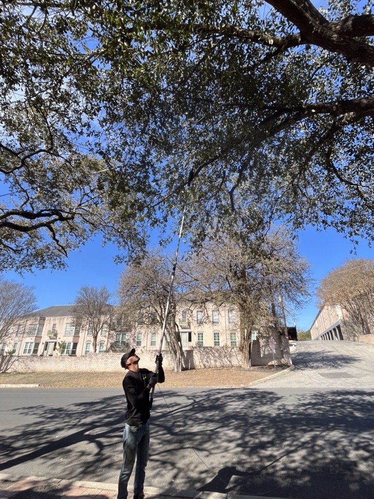 Four Seasons Tree Service - tree service in San Antonio, TX