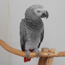 Wholesale Bird And Cage Giftly Beautiful Gift Card Alternative