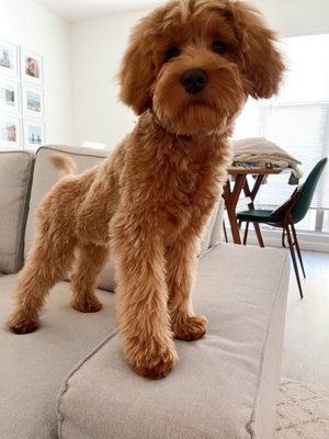 Lucky's Pet Care by null