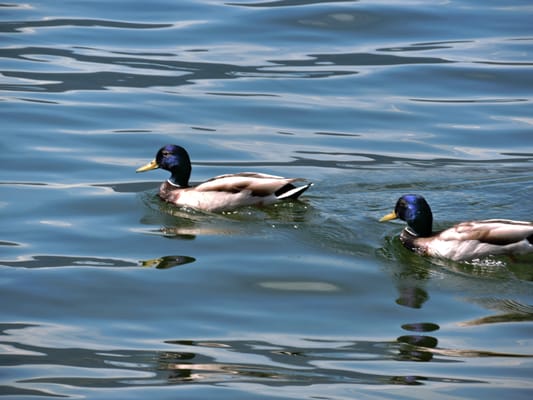 Kelowna City Park by null