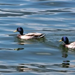 City Park of Kelowna