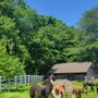Photo of Roaring Acres Alpacas