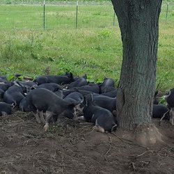 All Grass Farms - Baby Berkshire pigs