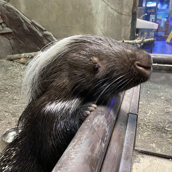 SeaQuest - Utah - Quilliam the Porcupine - Aquariums Near Me - Layton, Utah SeaQuest - Utah - Quilliam the Porcupine - Aquariums Near Me - Layton, Utah
