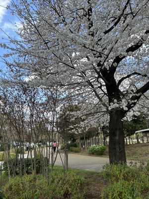Inokashira Park by null