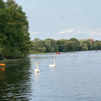 Paddle Boston - Swans Waltham MA - Paddleboarding Near Me - Waltham, Massachusetts Paddle Boston - Swans Waltham MA - Paddleboarding Near Me - Waltham, Massachusetts