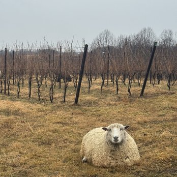 Burnt Hill Farm - Sheep that help maintain the property - Wineries Near Me - Clarksburg, Maryland Burnt Hill Farm - Sheep that help maintain the property - Wineries Near Me - Clarksburg, Maryland