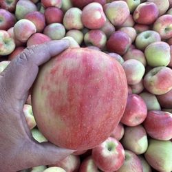 Tagge's Famous Fruit and Veggie Farm - Honey Crisp Apples