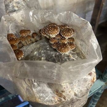 Mountain Meadow Mushrooms - Mushrooms - Specialty Food Near Me - Escondido, California Mountain Meadow Mushrooms - Mushrooms - Specialty Food Near Me - Escondido, California