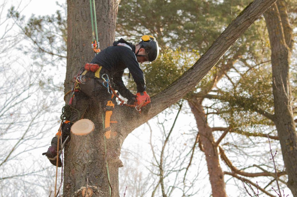 Treasure Valley Trees - tree service in Boise, ID