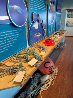 Hawaiian Islands Humpback Whale National Marine Sanctuary Visitor Center by null