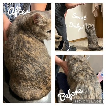 Bella Mio Cat Grooming - Pet Groomers Near Me Bella Mio Cat Grooming - Pet Groomers Near Me
