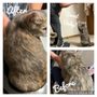 Photo of Bella Mio Cat Grooming