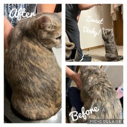 Bella Mio Cat Grooming