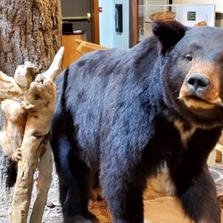 Big bear next to the bear cub, in the Calaveras Big Trees Visitor Center.