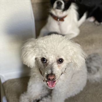 Pawsitively Healing Veterinary Housecalls - Veterinarians Near Me Pawsitively Healing Veterinary Housecalls - Veterinarians Near Me