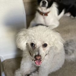 Pawsitively Healing Veterinary Housecalls