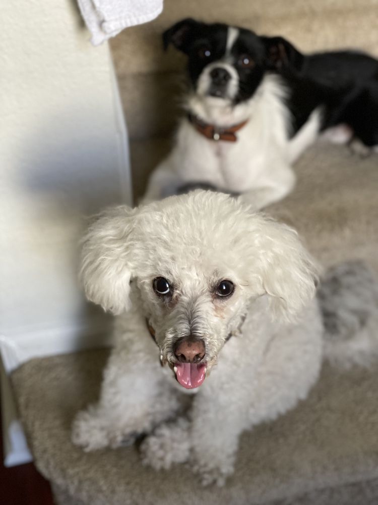 PAWSITIVELY HEALING VETERINARY HOUSECALLS with photos Updated August