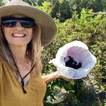 Sweet Berry Farms - Pick Your Own Farms Near Me - Williston, Florida Sweet Berry Farms - Pick Your Own Farms Near Me - Williston, Florida