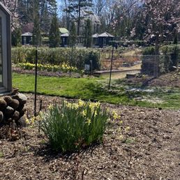 Garden just coming to life in late winter Garden just coming to life in late winter