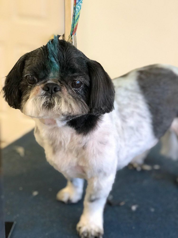 LESLIE’S GROOMING Updated September 2024 2060 Route 88, Brick, New