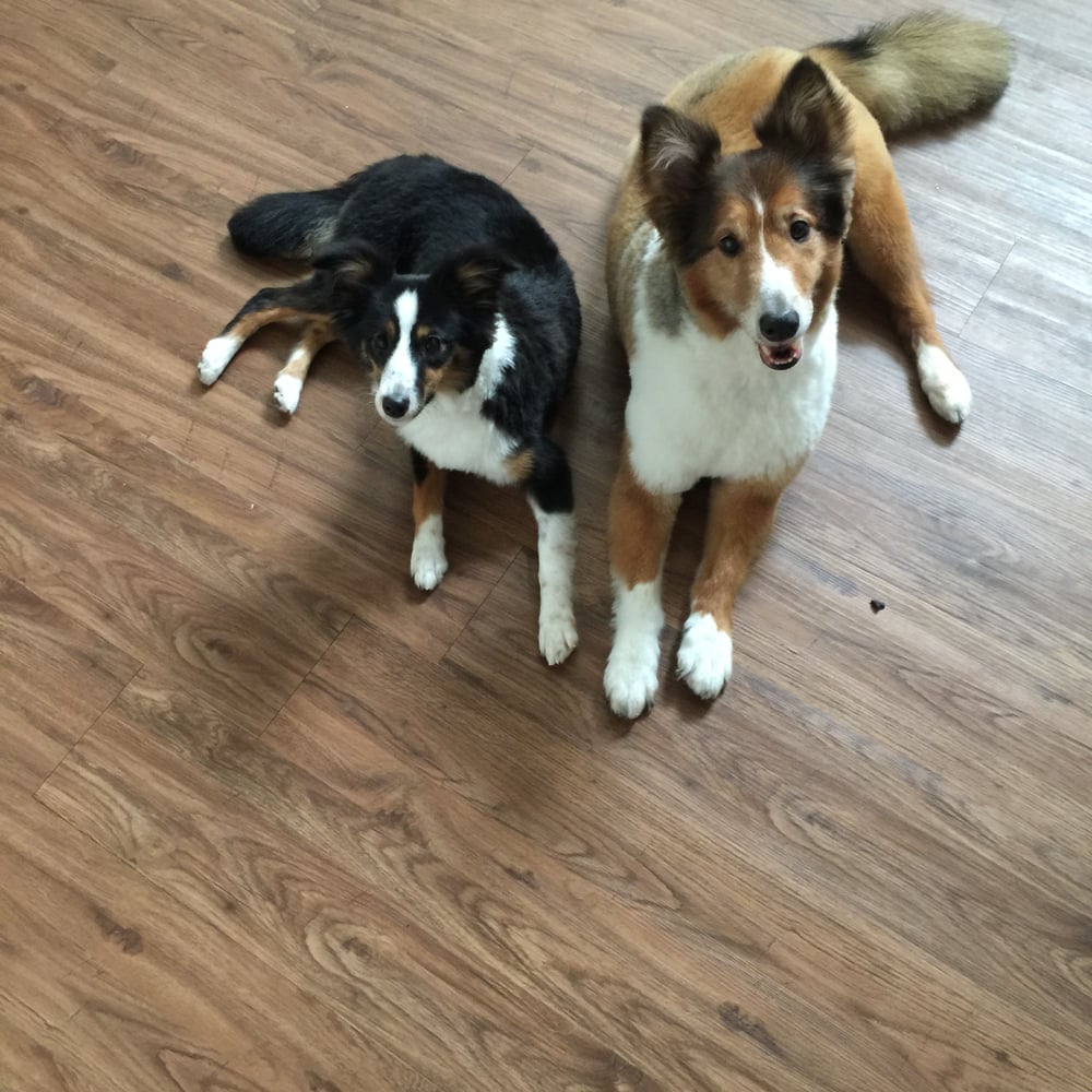 petlove mobile grooming